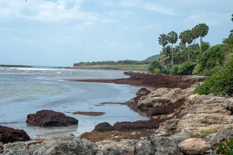 Sargazo — PLAYA SALADILLA (Sur)